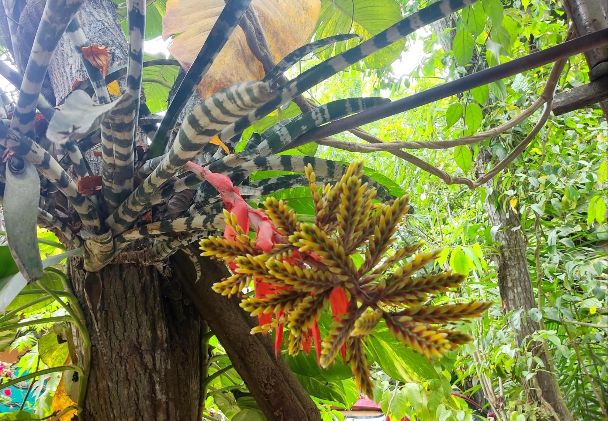 Aya Ni Otel Pucallpa Dış mekan fotoğraf