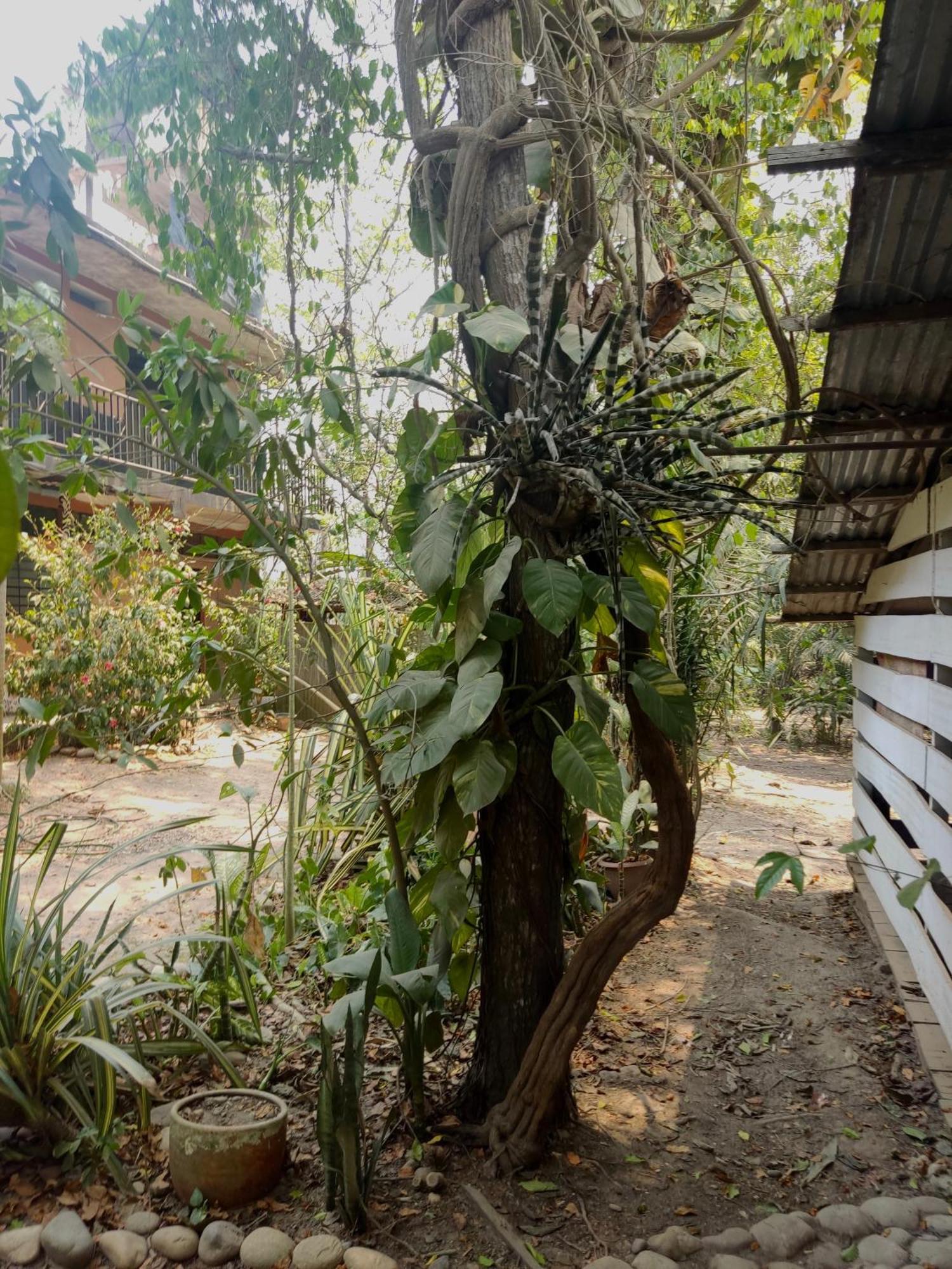 Aya Ni Otel Pucallpa Dış mekan fotoğraf